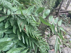 Polygonatum sibiricum