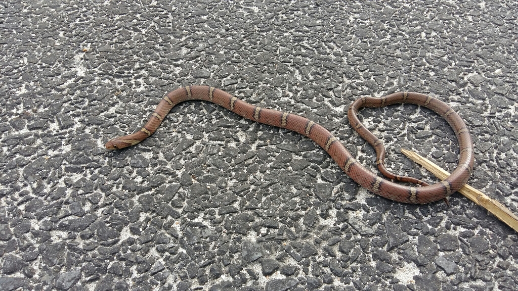 Light-barred Kukri Snake