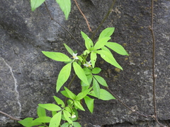 Solanum appendiculatum