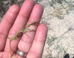 Eragrostis reptans