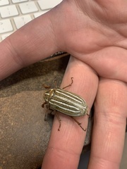 Polyphylla decemlineata