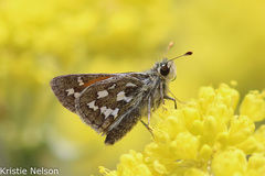 Hesperia uncas giulianii