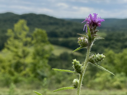 Liatris hirsuta Rydb.