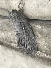 Gloveria arizonensis