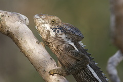 Furcifer verrucosus