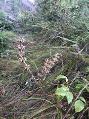 Dracocephalum thymiflorum