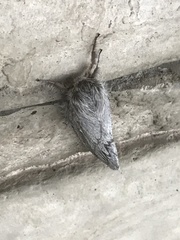 Gloveria arizonensis