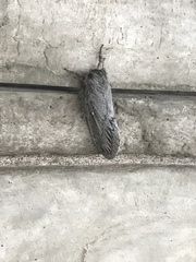 Gloveria arizonensis