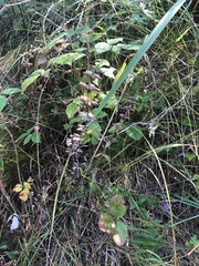 Dracocephalum thymiflorum