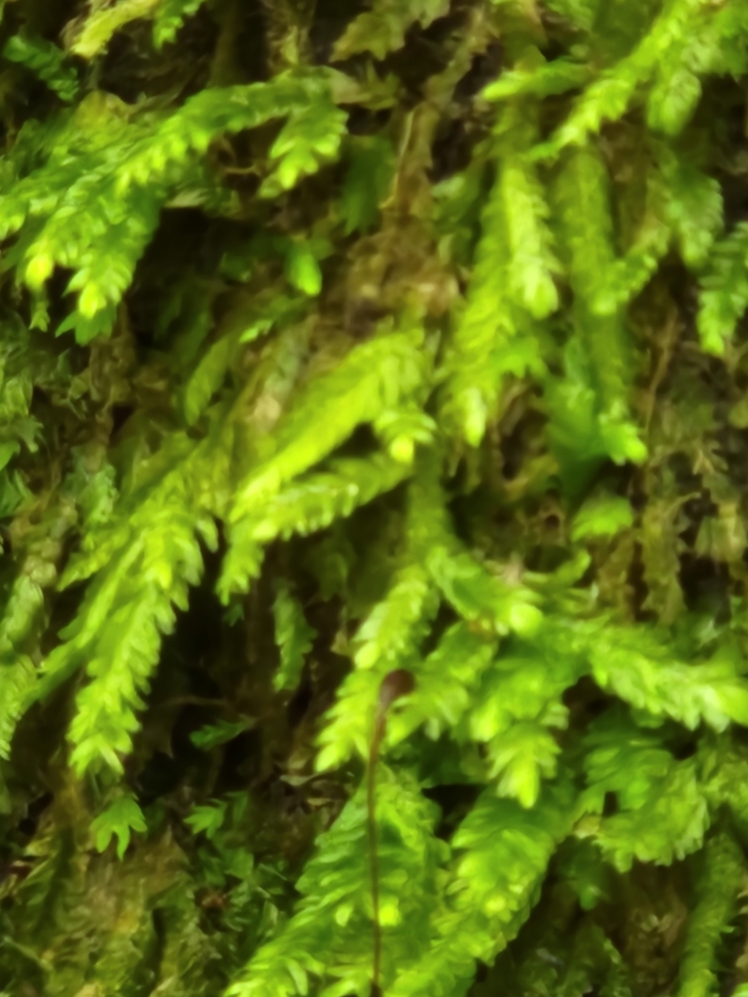 Phyllodon lingulatus