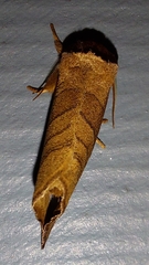 Datana angusii