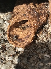 Tetragonula