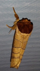 Datana angusii