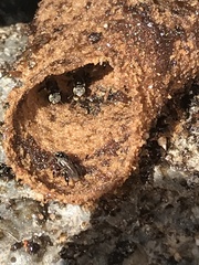 Tetragonula