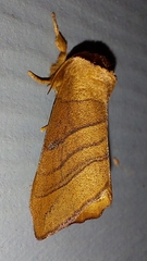 Datana angusii