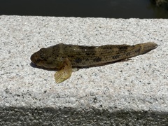 Glossogobius olivaceus