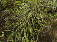 Disocactus speciosus