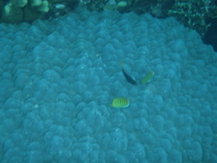 Chaetodon punctatofasciatus