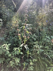 Phlomoides tuberosa