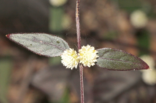 Alternanthera brasiliana