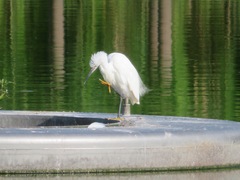 Egretta garzetta
