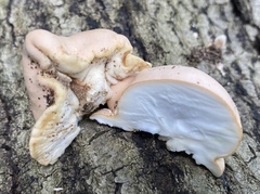 Trichoderma peltatum