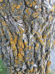 Xanthomendoza fallax