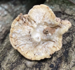 Trichoderma peltatum