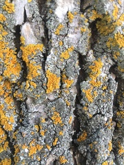 Xanthomendoza fallax