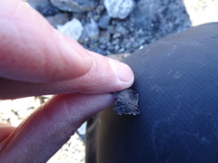 Umbilicaria torrefacta