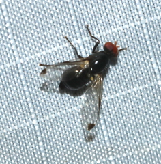 Seioptera
