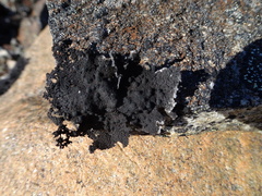 Umbilicaria torrefacta