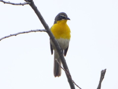 Icteria virens auricollis