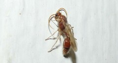 Chyphotidae