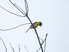 Icteria virens auricollis