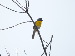 Icteria virens auricollis