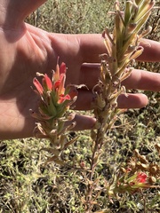 Castilleja minor
