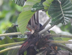 Melanerpes pucherani