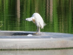 Egretta garzetta