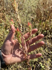 Castilleja minor