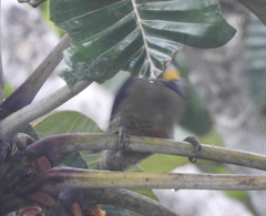 Melanerpes pucherani