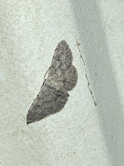Idaea violacearia