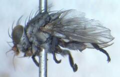 Odiniidae