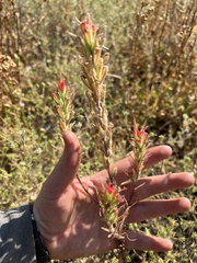 Castilleja minor