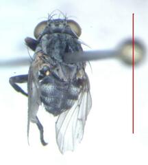 Odiniidae