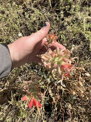 Castilleja minor