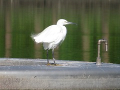 Egretta garzetta