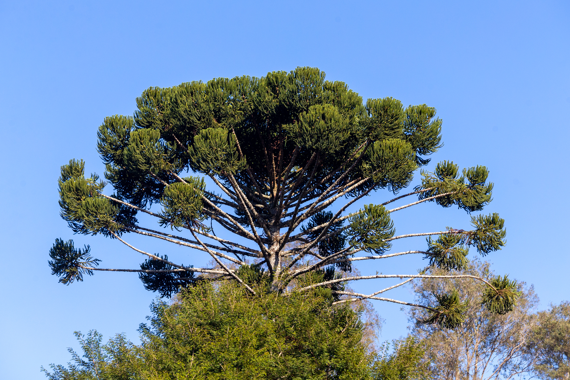 Araucaria angustifolia