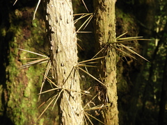 Dasyphyllum spinescens