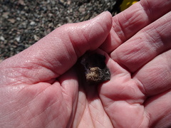 Umbilicaria cylindrica